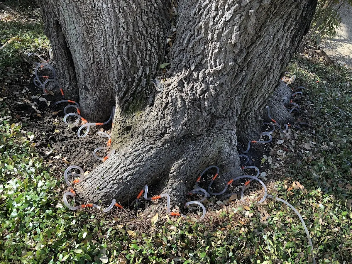 Detailed Tree Cabling and Bracing job site in Copen