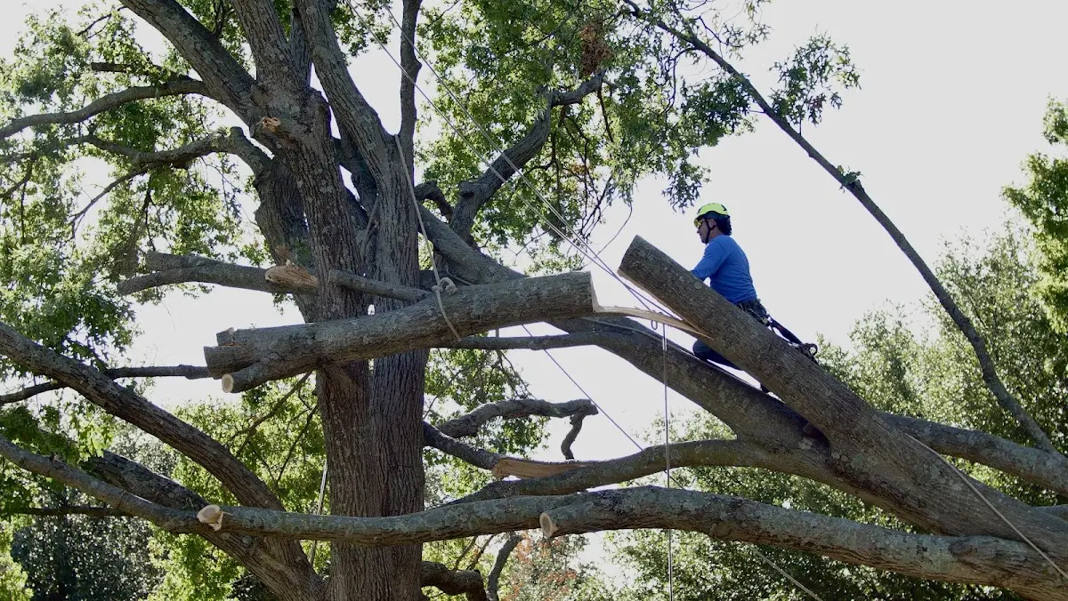 Professional Hazardous Tree Removal performed by certified arborists in Copen